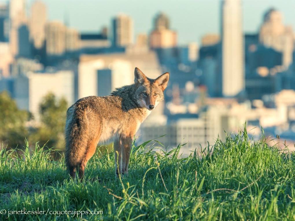 Picture of coyote in San Francisco